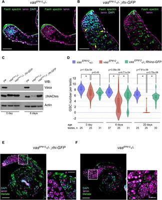 Essential functions of RNA helicase Vasa in maintaining germline stem cells and piRNA-guided Stellate silencing in Drosophila spermatogenesis